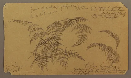 Schizzi botanici, agosto 1865